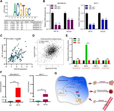 Long Noncoding RNA HCG18 Promotes Malignant Phenotypes of Breast Cancer Cells via the HCG18/miR-103a-3p/UBE2O/mTORC1/HIF-1α–Positive Feedback Loop